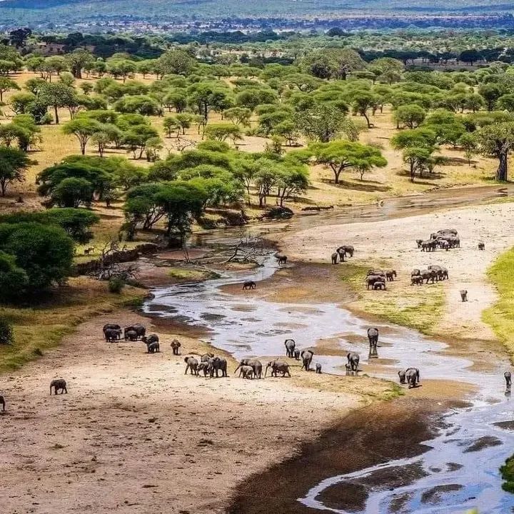 Tarangire
